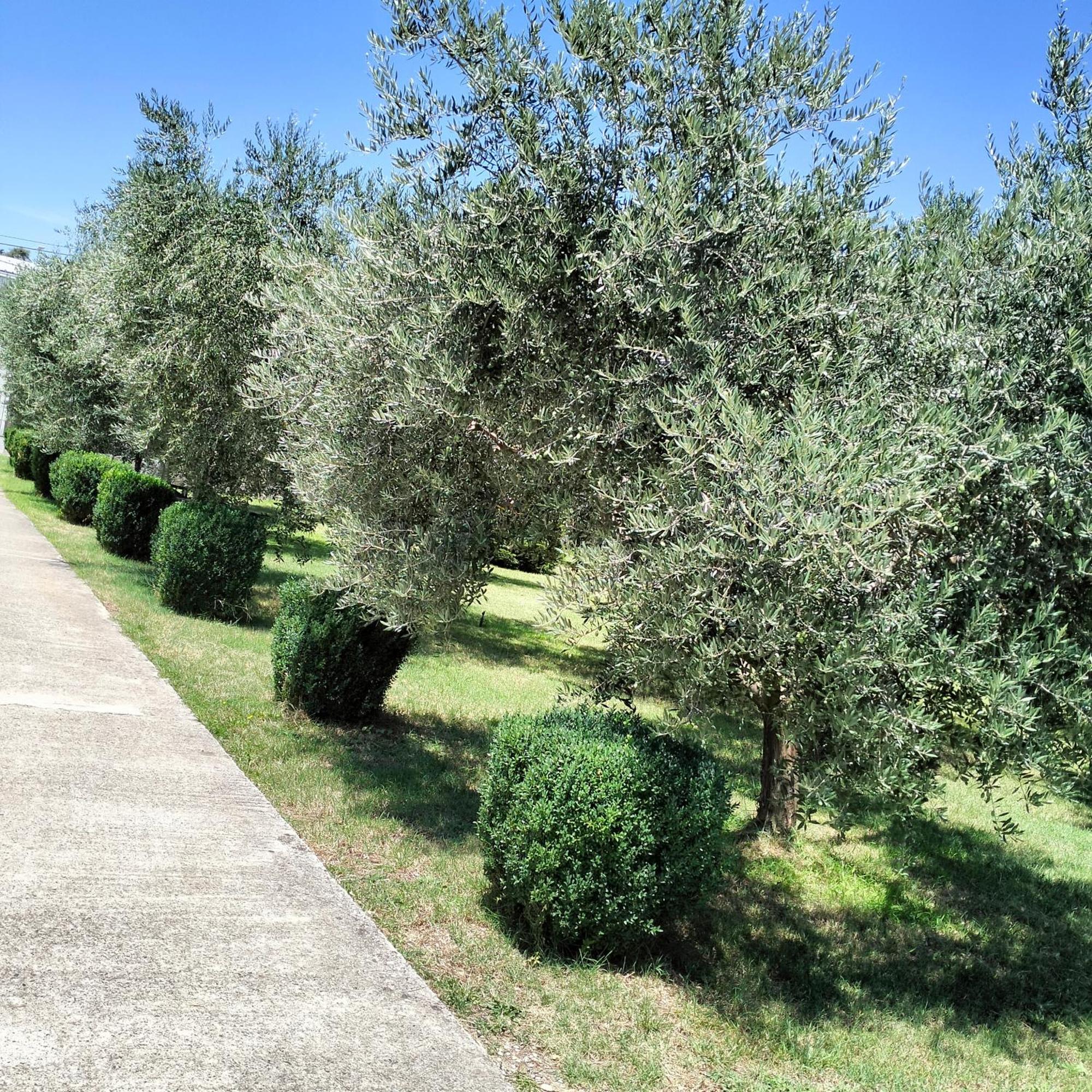 Olive Apartment Ποντγορίτσα Εξωτερικό φωτογραφία