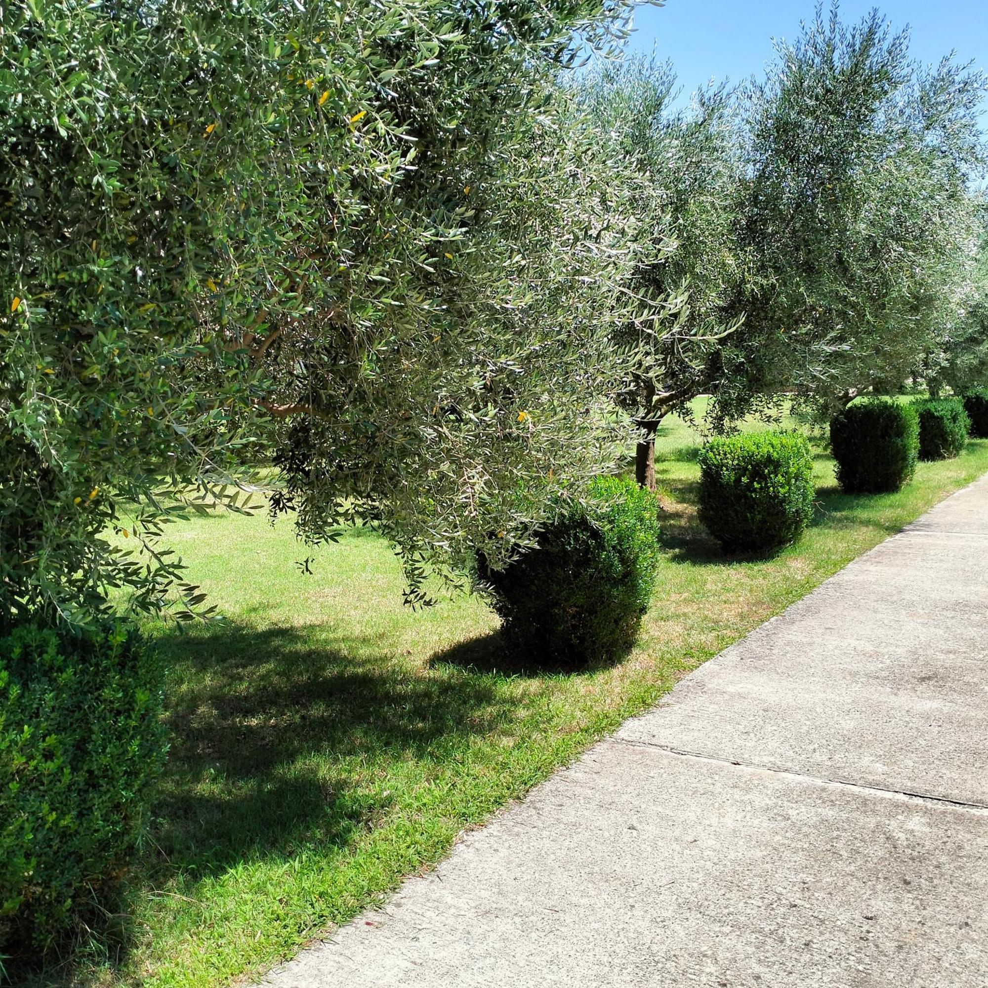 Olive Apartment Ποντγορίτσα Εξωτερικό φωτογραφία